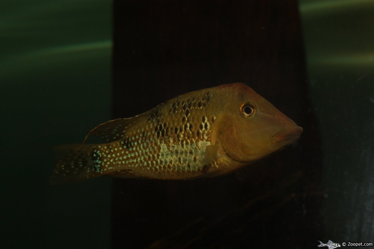 Geophagus steindachneri