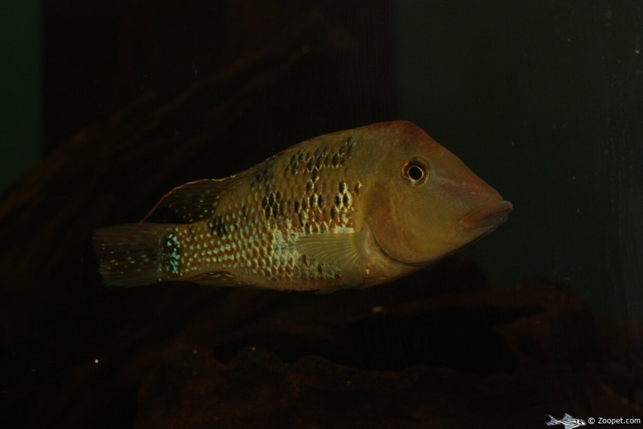 Geophagus steindachneri