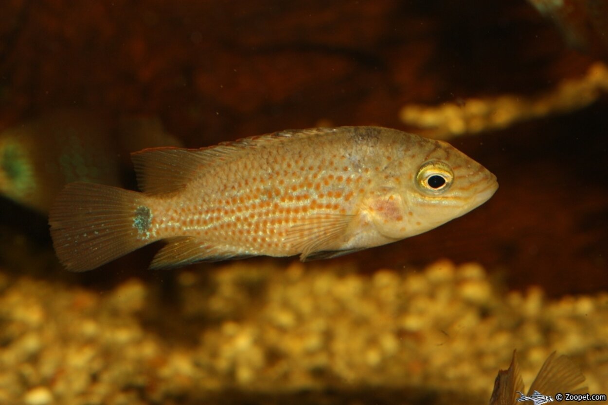 Cichlasoma Grammodes 