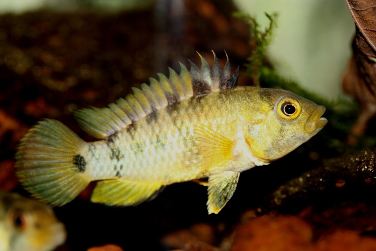 Apistogramma baenschi hona