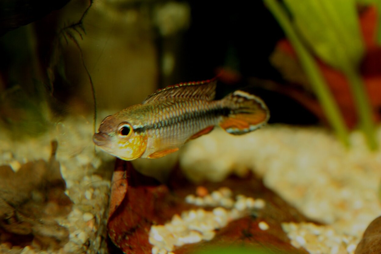 Apistogramma agassizii ”Alenquer”