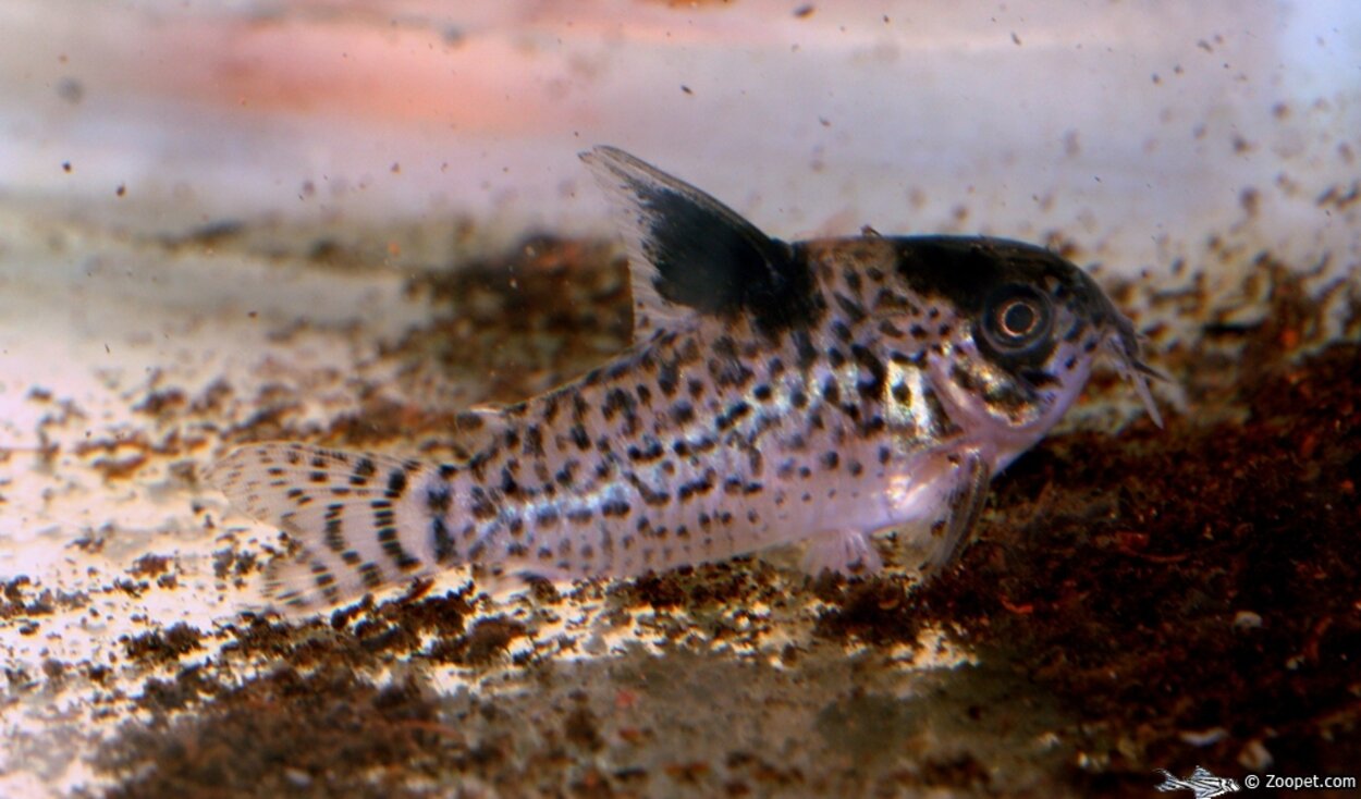 corydoras melanistius