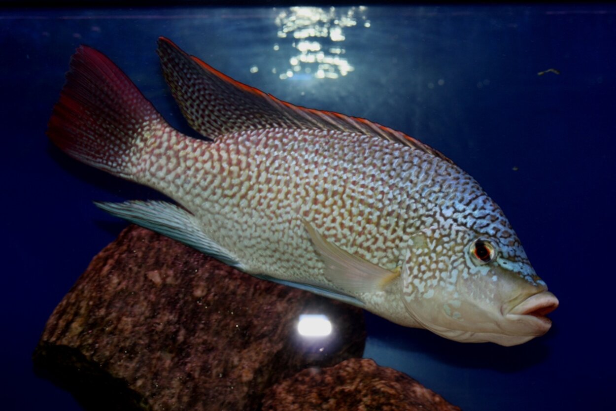 Oreochromis tanganicae