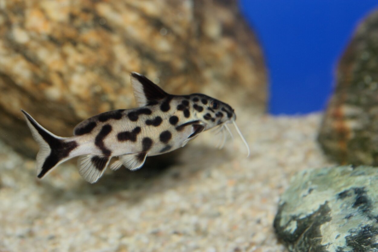 Snygg Synodontis petricola