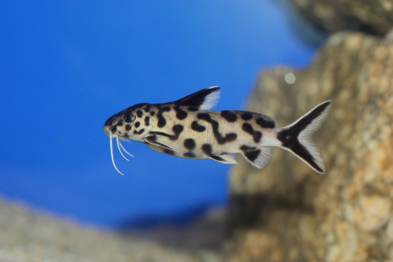 Synodontis petricola