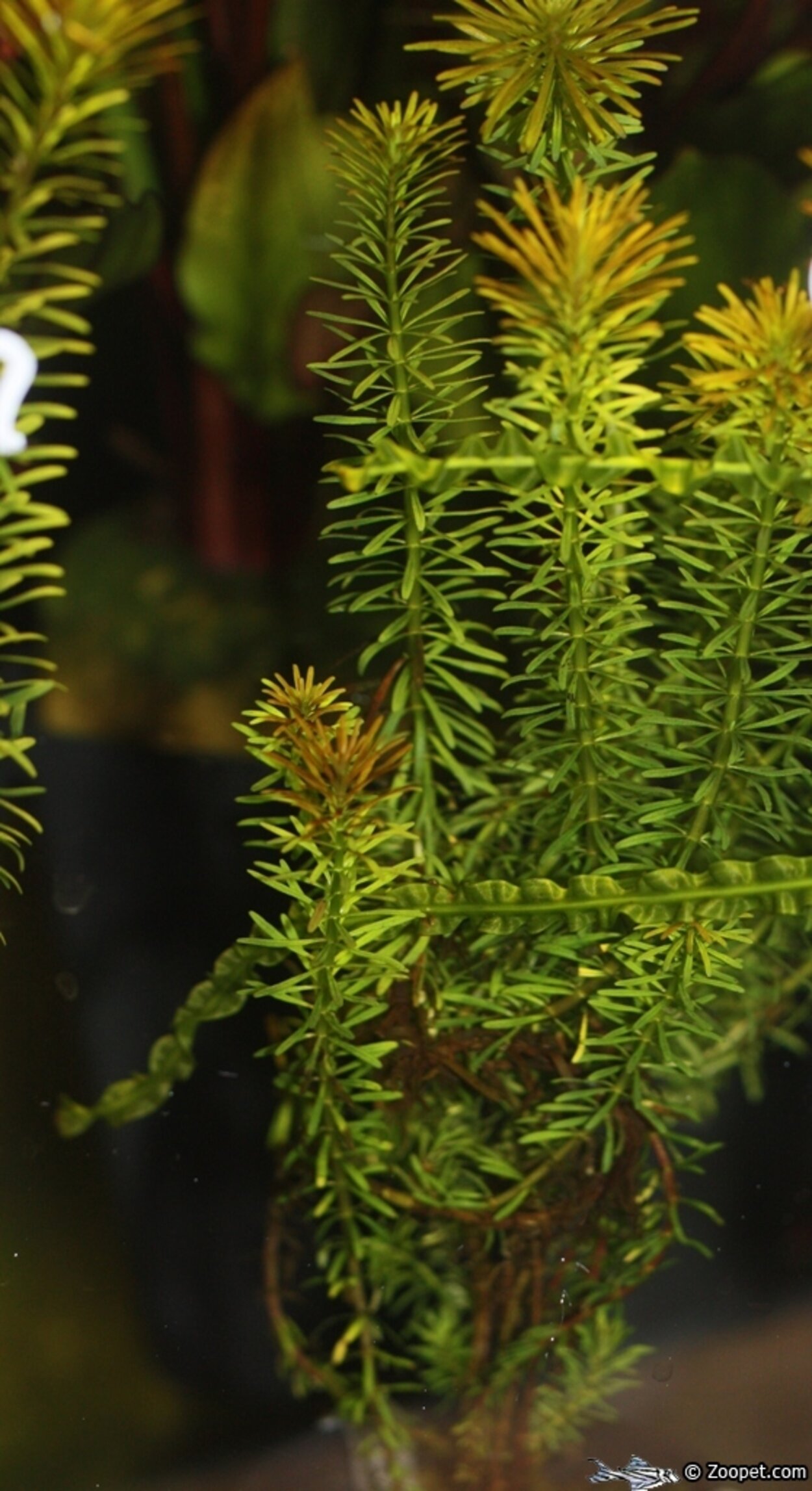 Rotala sp. 'vietnam'﻿