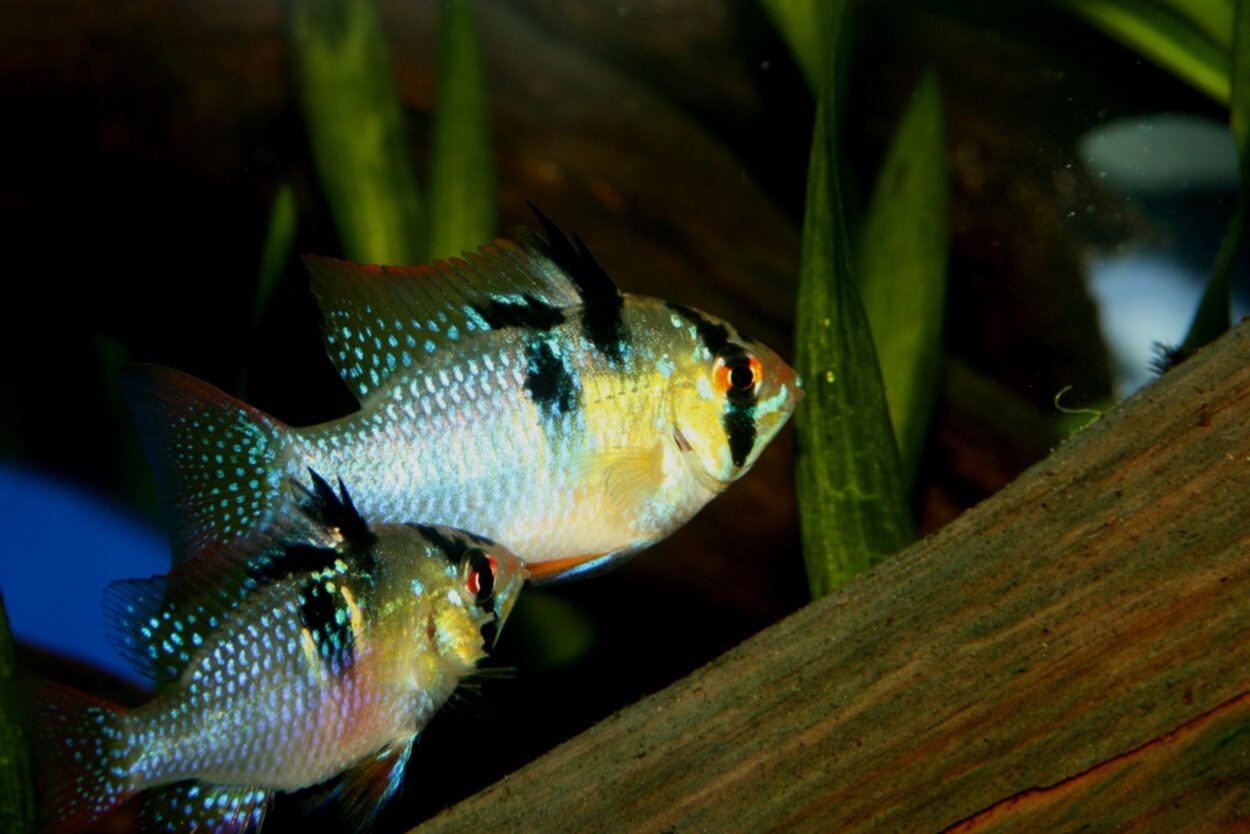 Mikrogeophagus ramirezi, Fjärilsciklid, par