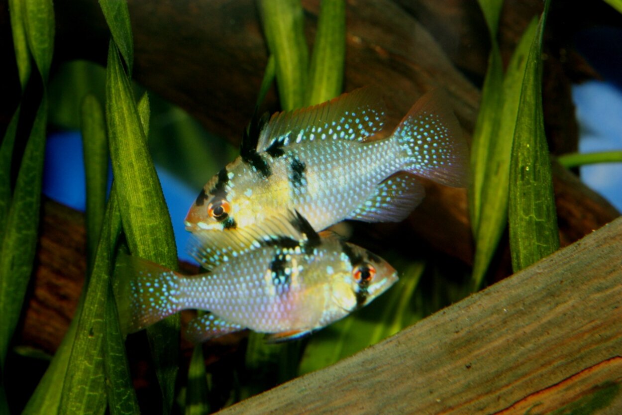 Mikrogeophagus ramirezi, Fjärilsciklid, par