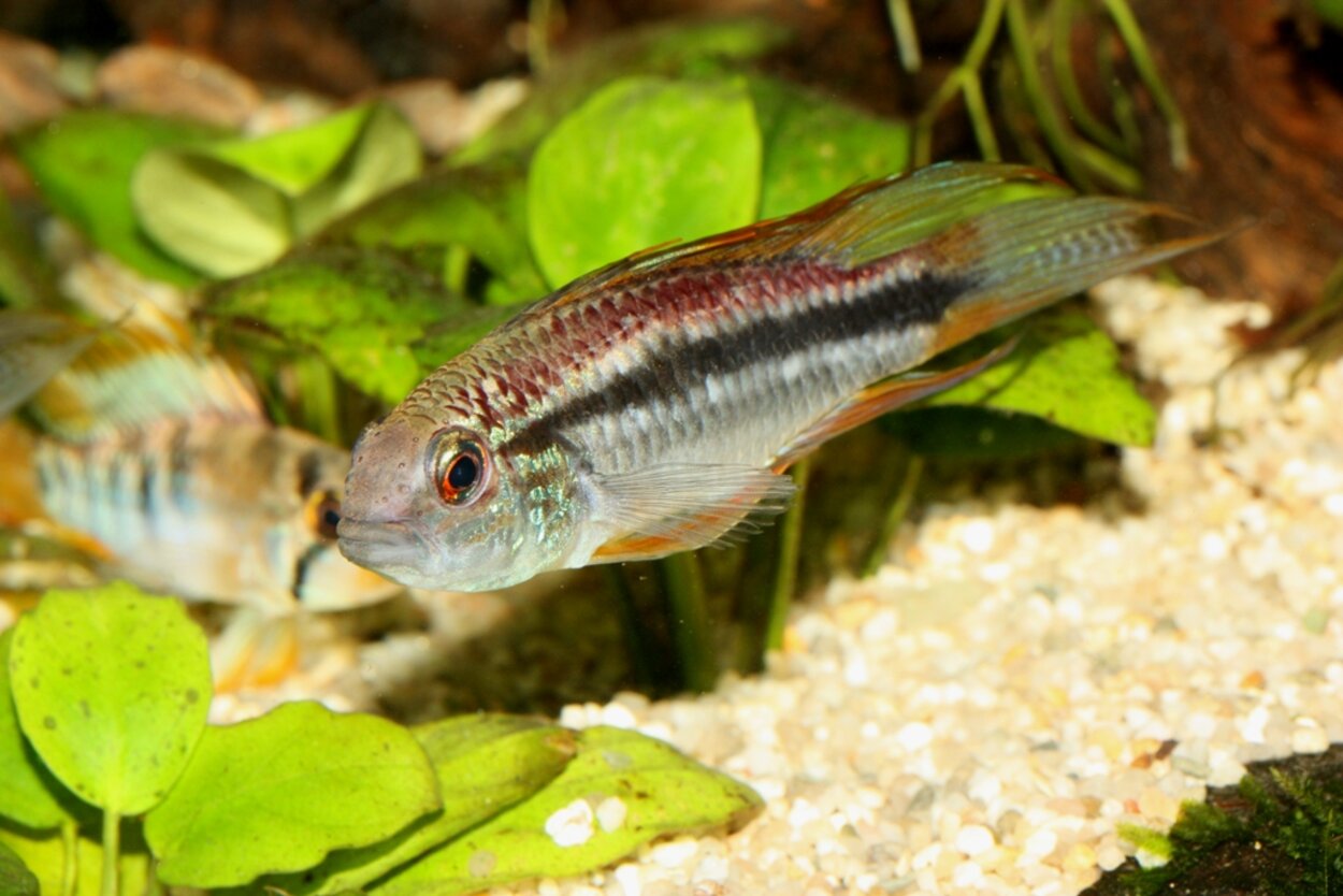 Apistogramma, ev. odlingsform