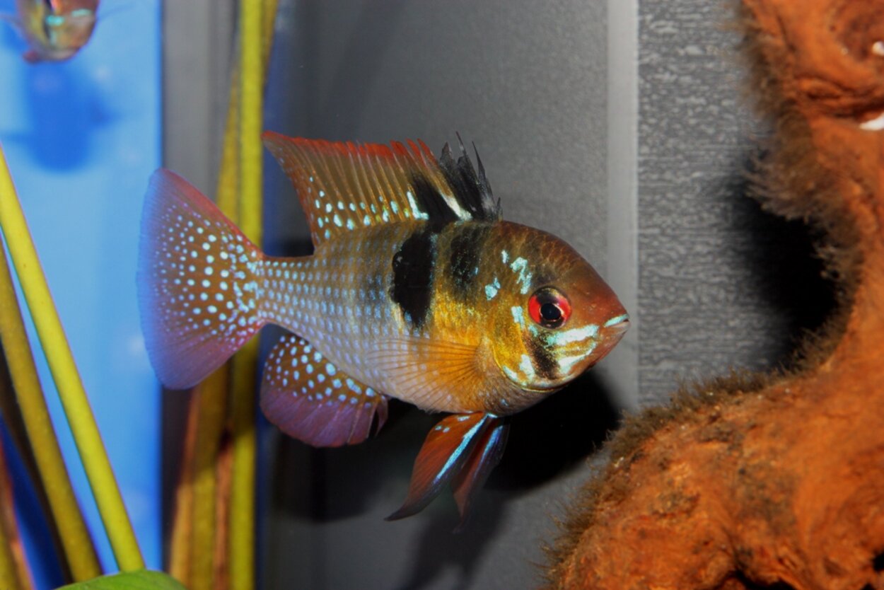 Mikrogeophagus ramirezi