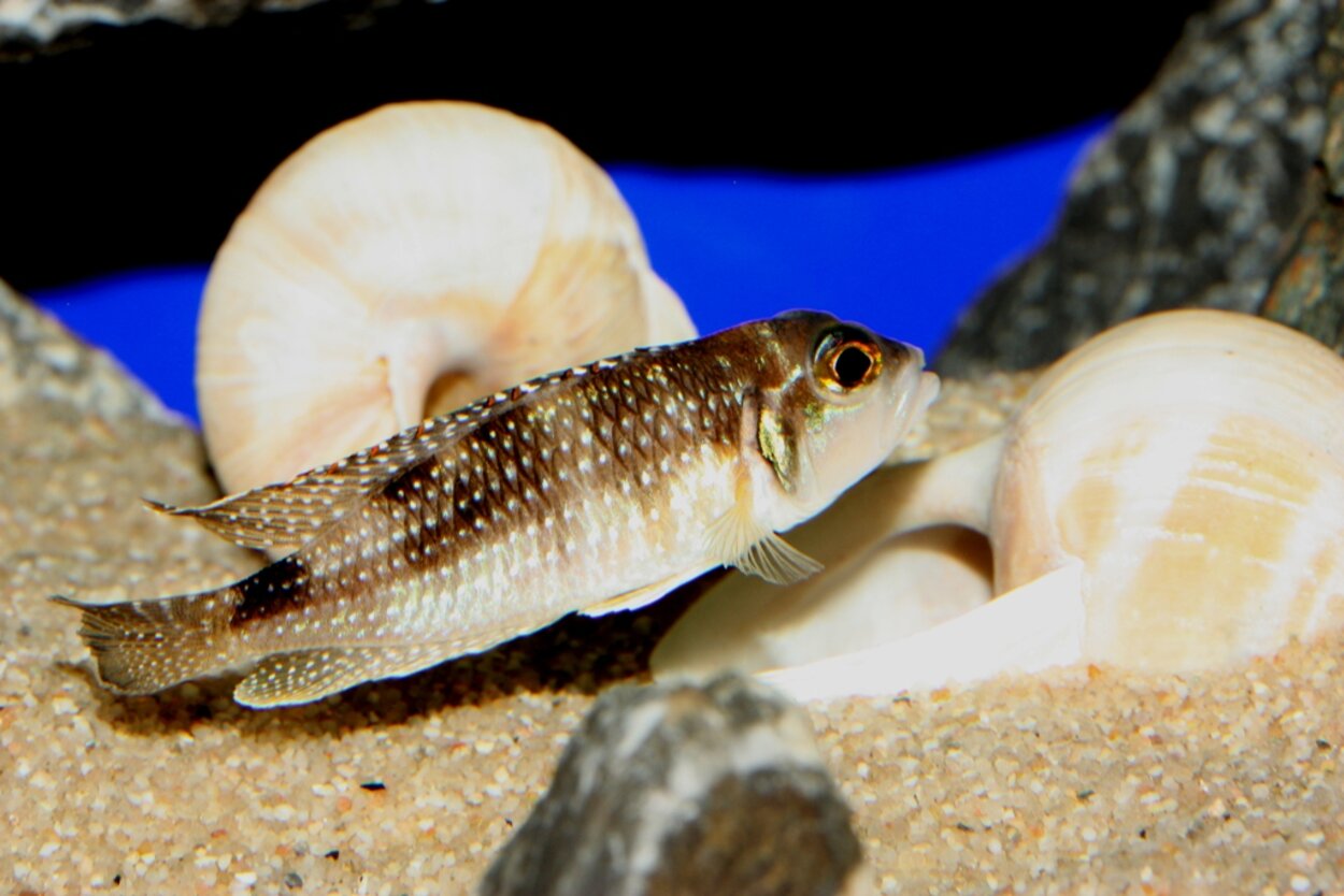 Lamprologus stappersi