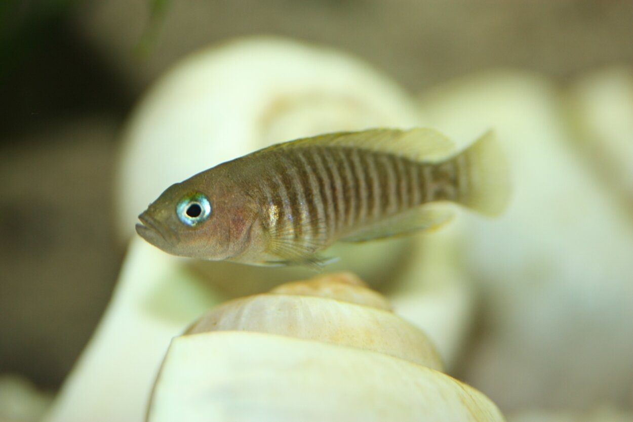 Lamprologus multifasciatus