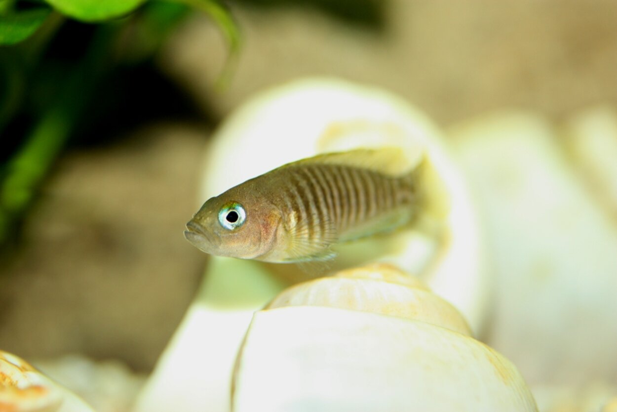 Lamprologus multifasciatus