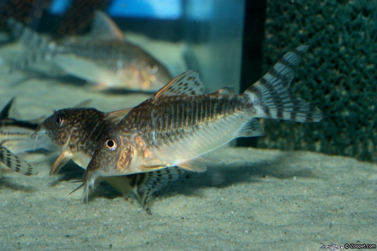 Corydoras seussi