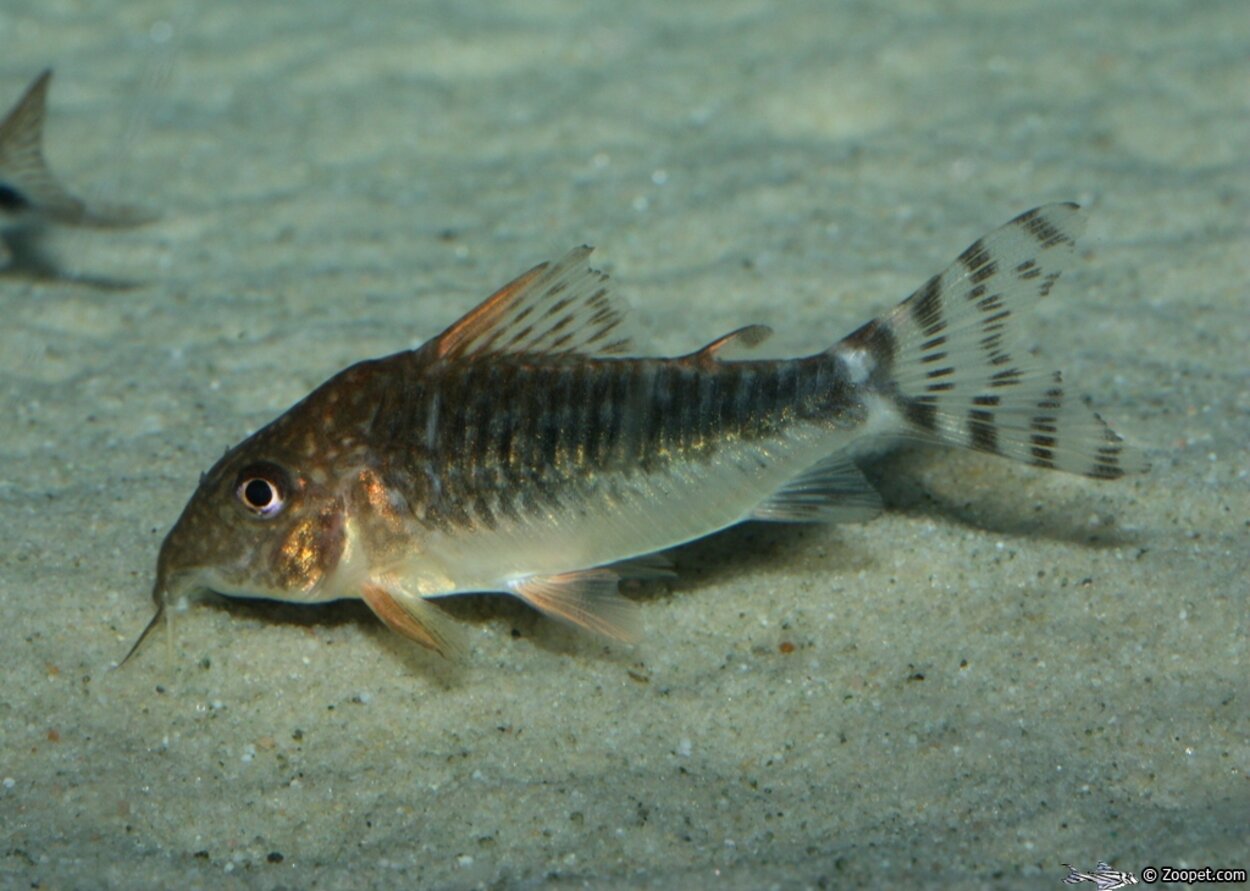 Corydoras seussi