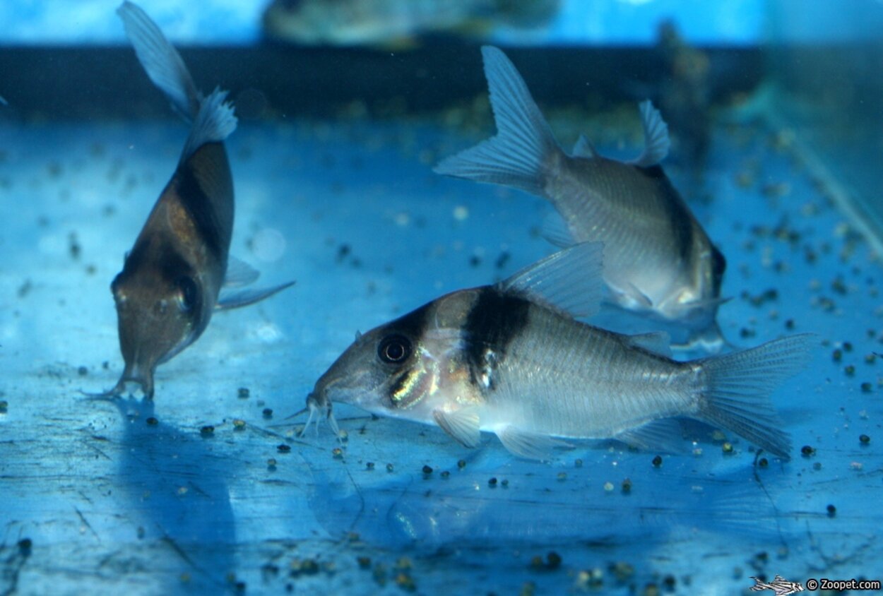 Corydoras virginiae