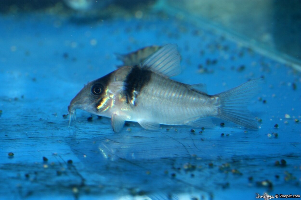 Corydoras virginiae