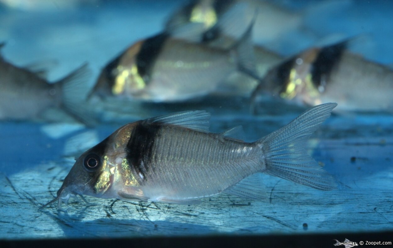 Corydoras virginiae