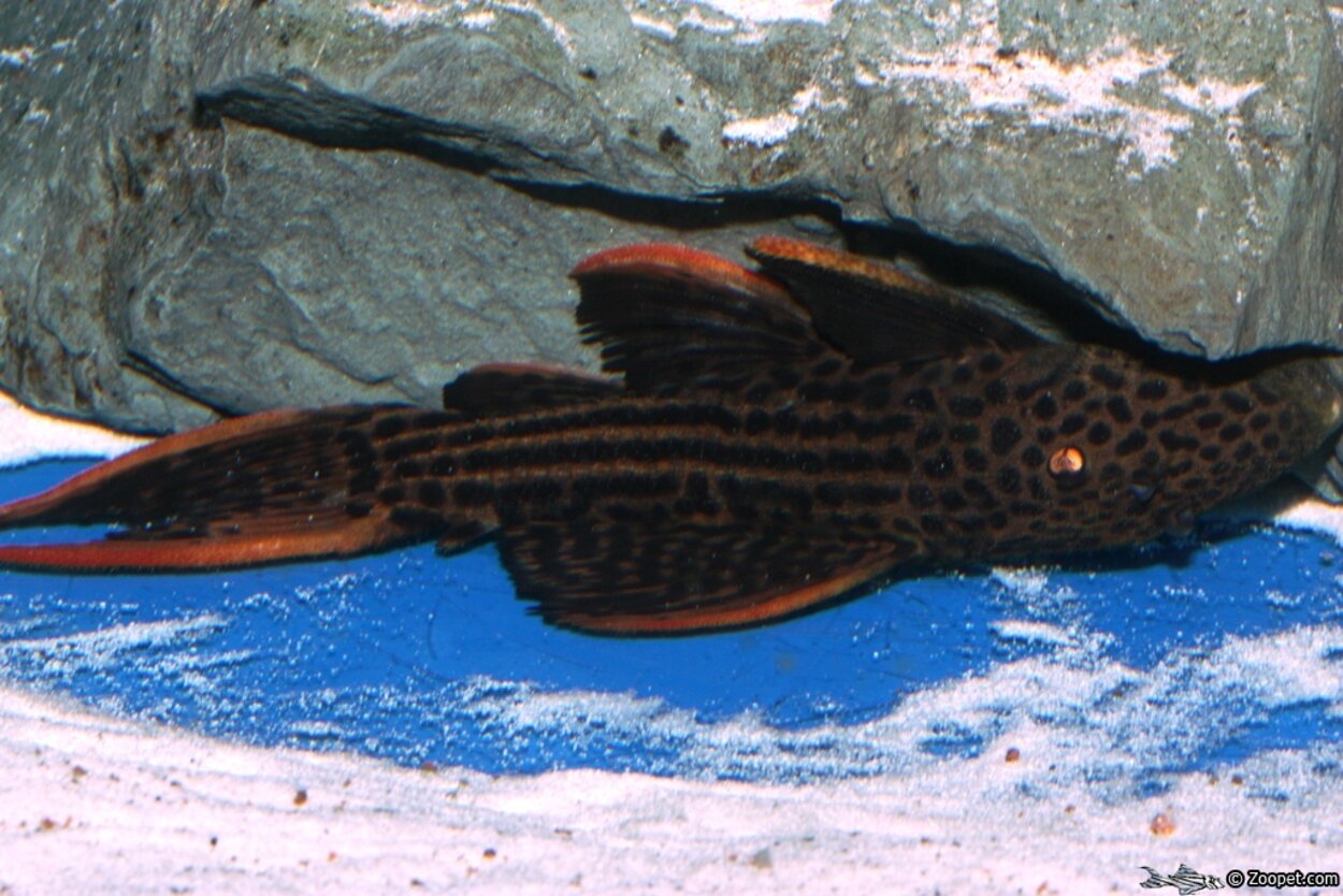 Pseudacanthicus sp. (L025)