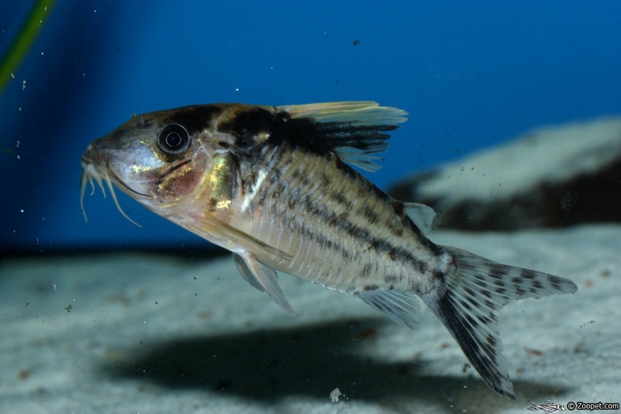 Corydoras robustus