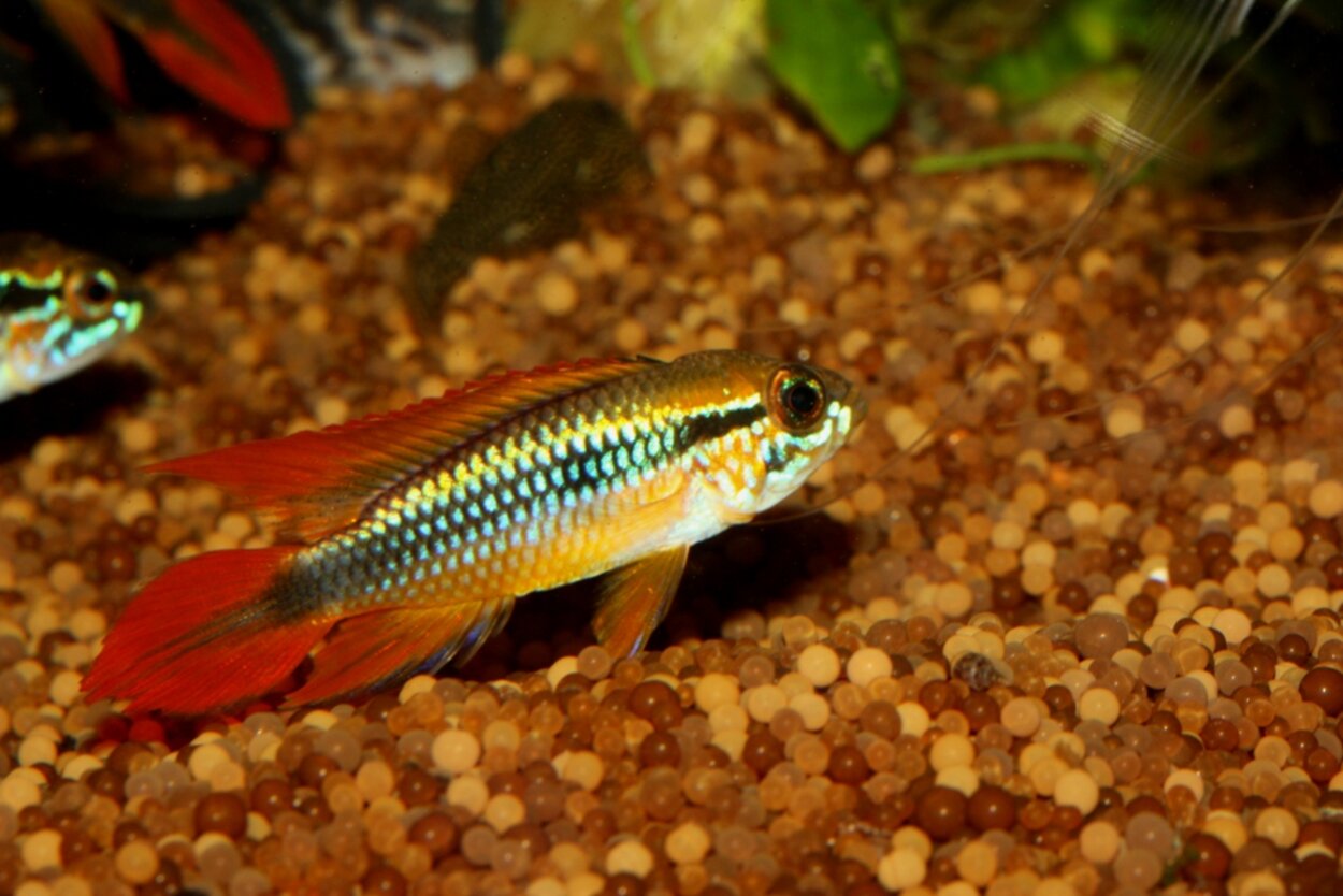 Apistogramma agassizii