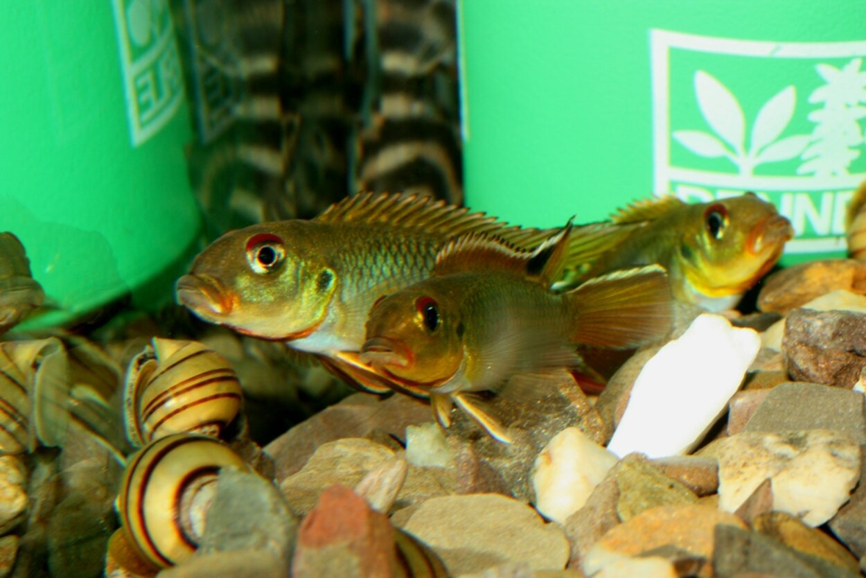 Nanochromis transvestitus.