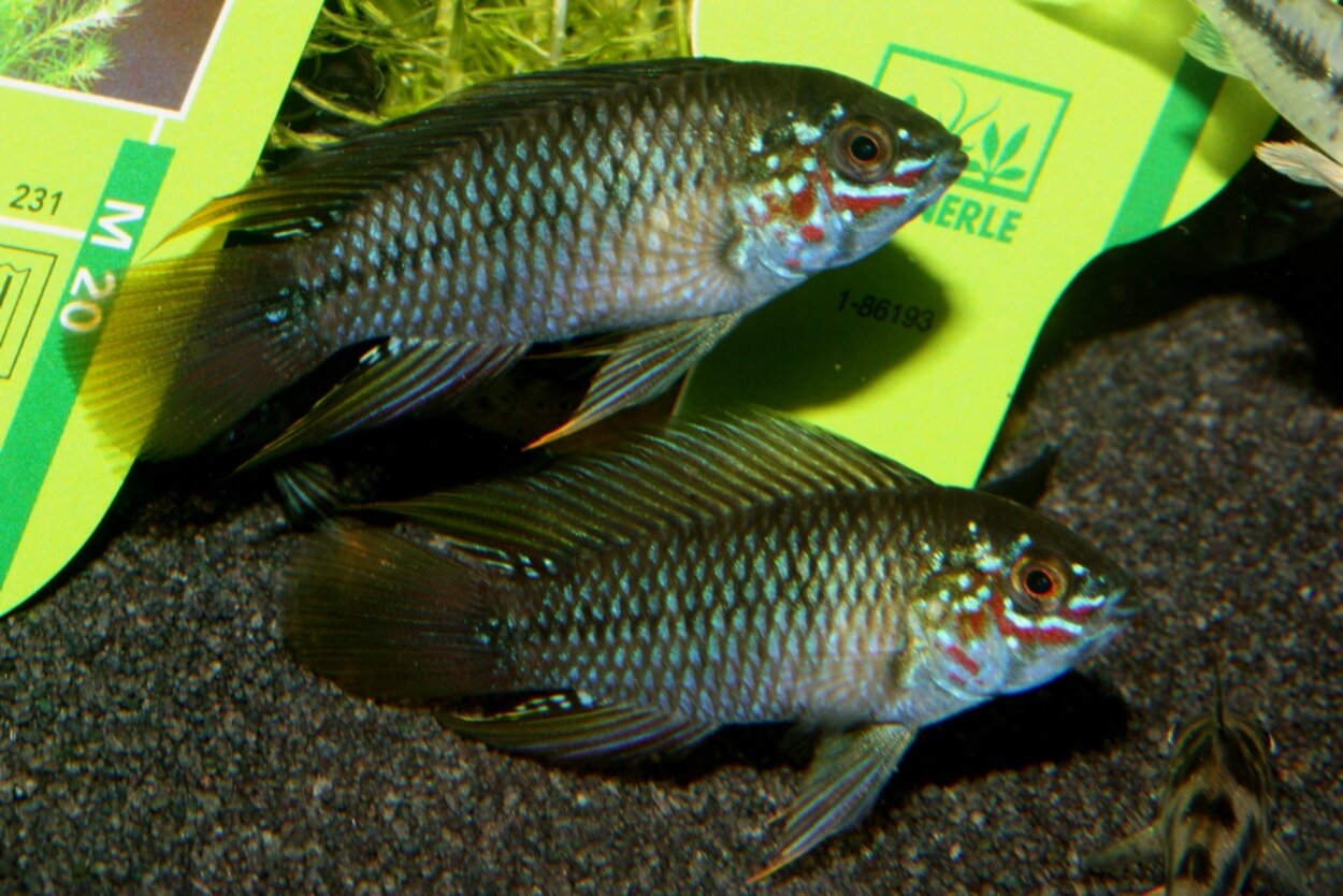 Apistogramma borellii