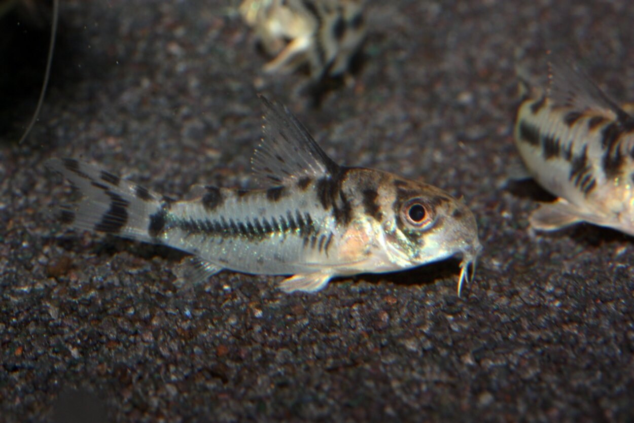 Corydoras boesemani