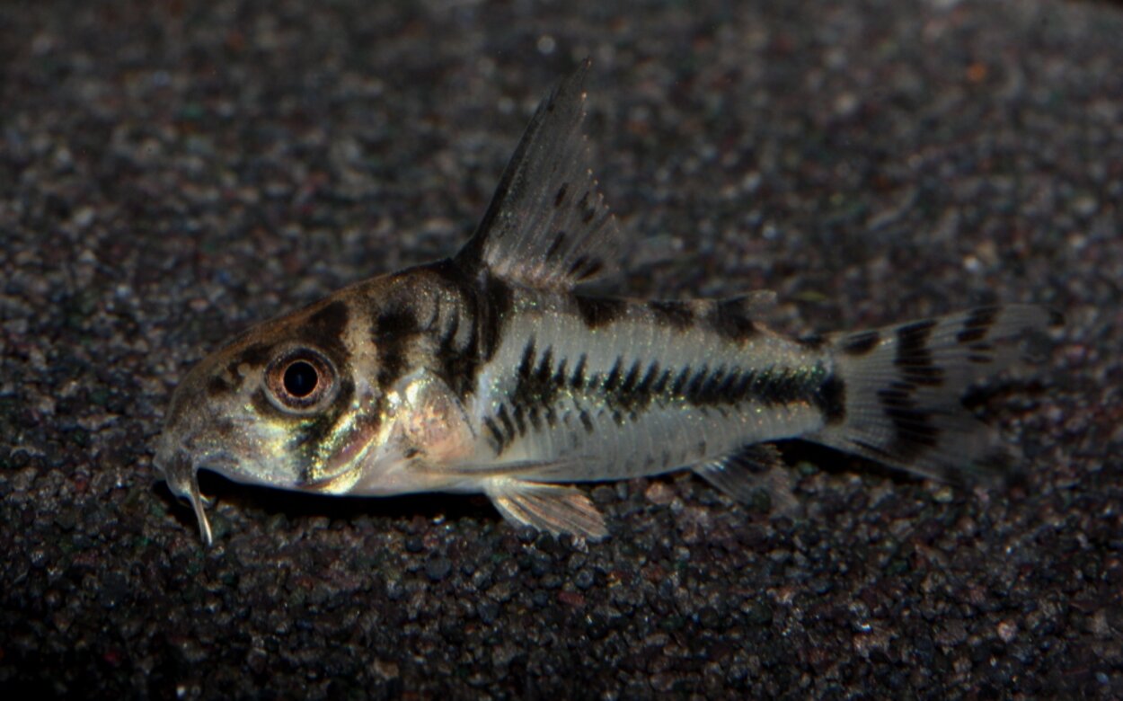 Corydoras boesemani