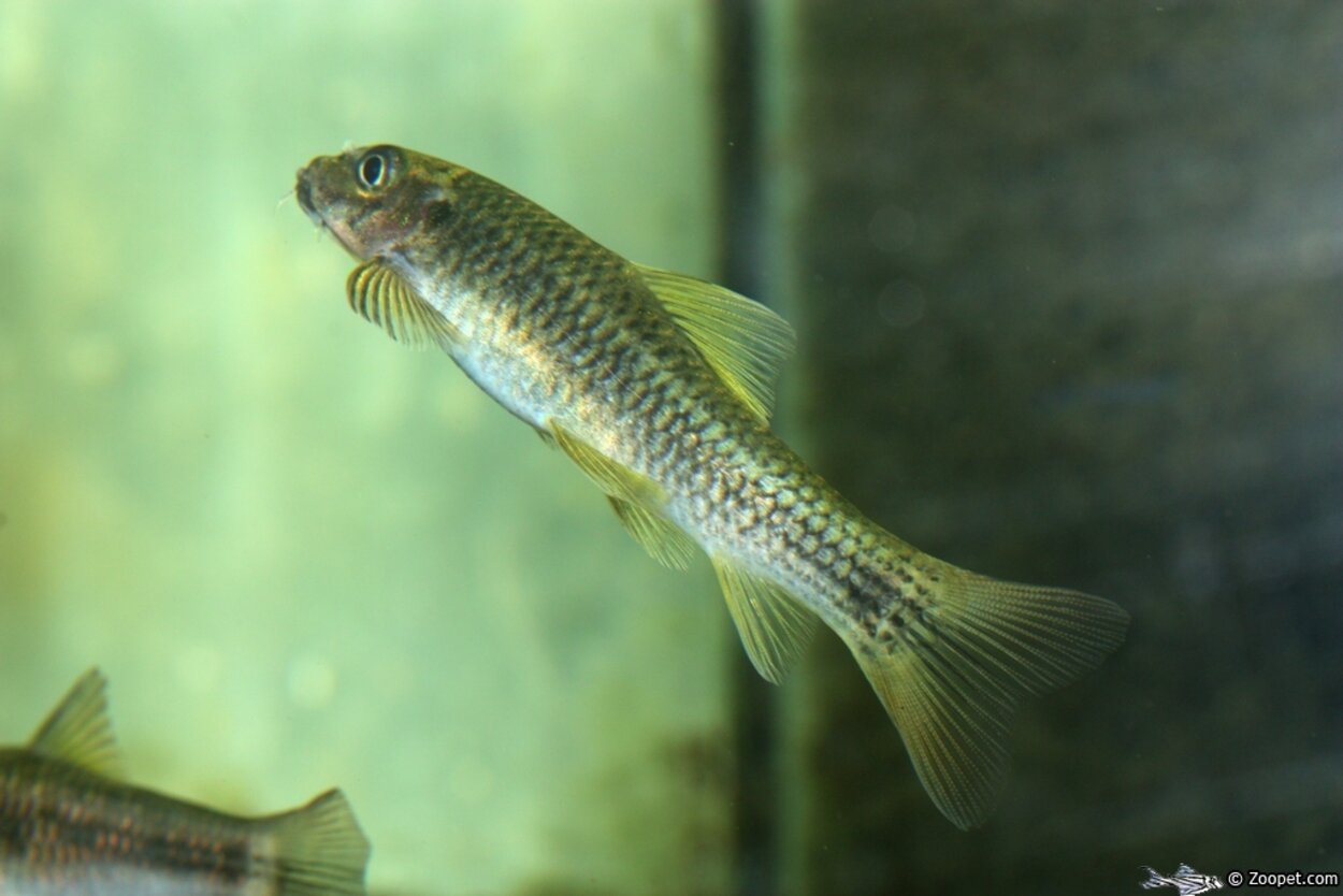 Garra ceylonensis