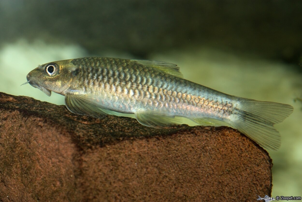 Garra ceylonensis