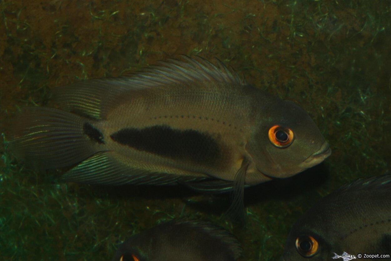 Uaru amphiacanthoides