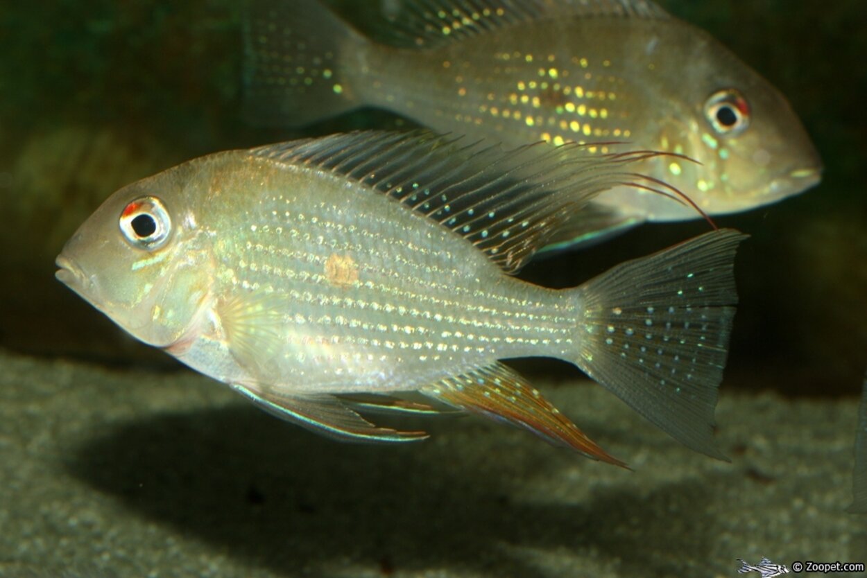 Geophagus heckelii