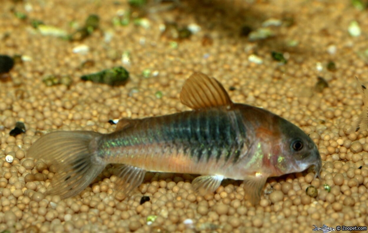 corydoras venezuleanus