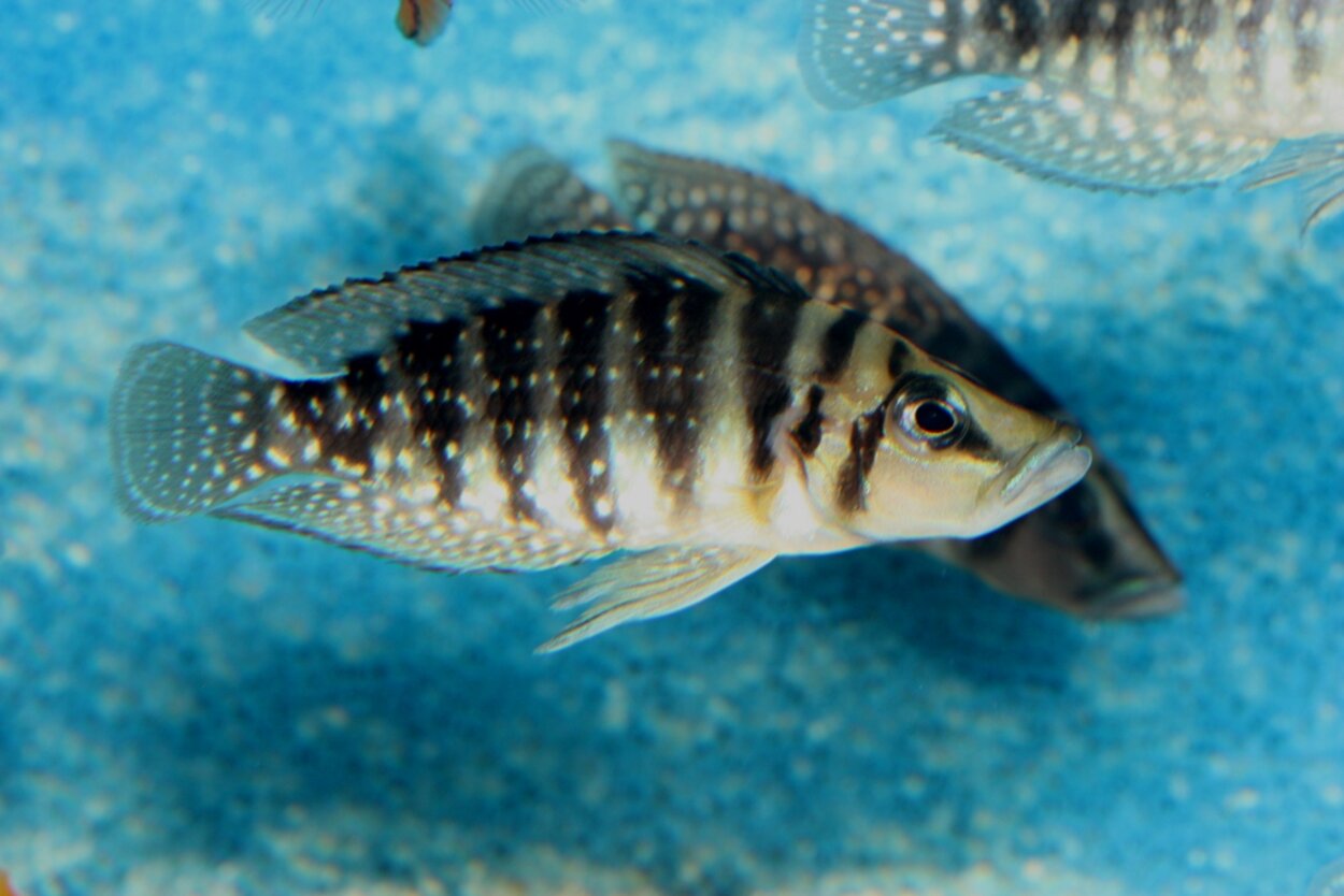 Altolamprologus calvus