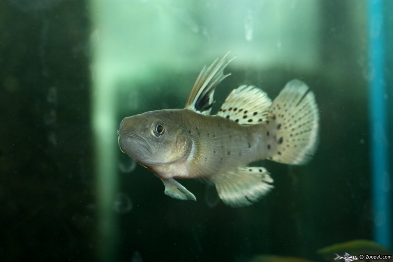 Stigmatogobius sadanundio