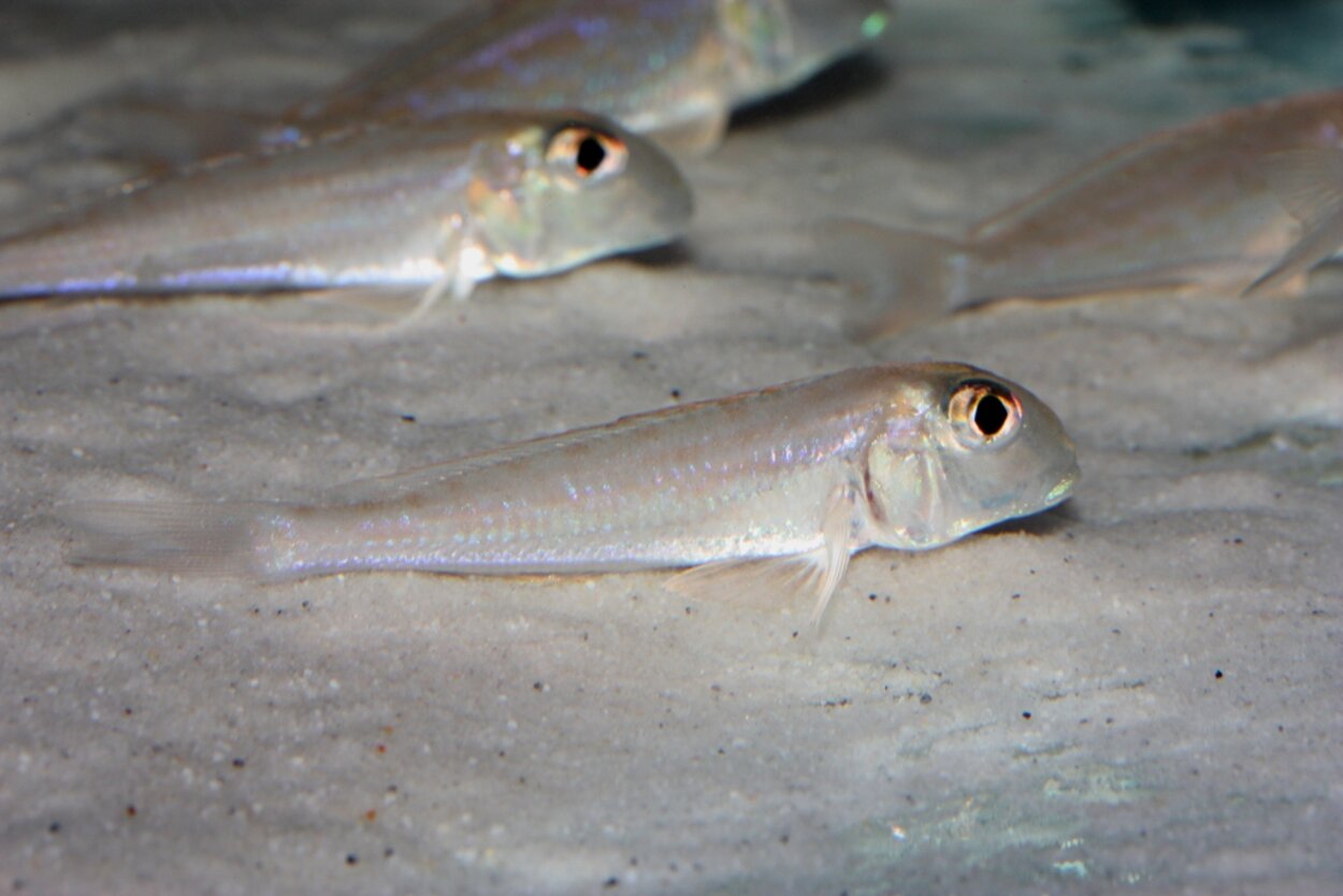 Xenotilapia nigrolabiata