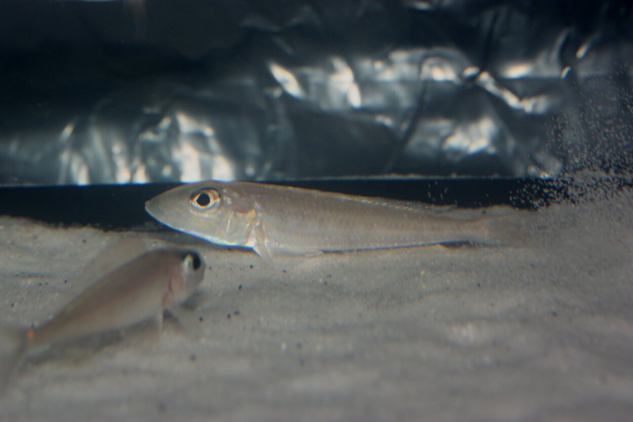 Xenotilapia papilio kanoni