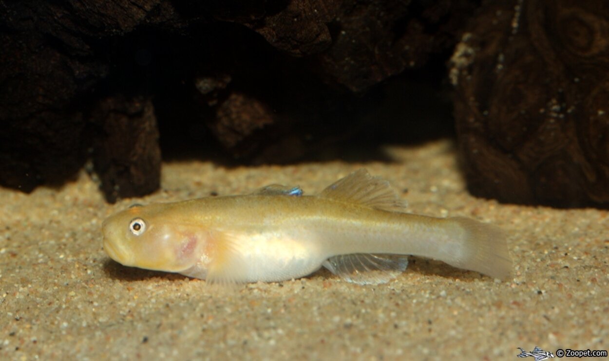 Chlamydogobius eremius, ungfisk