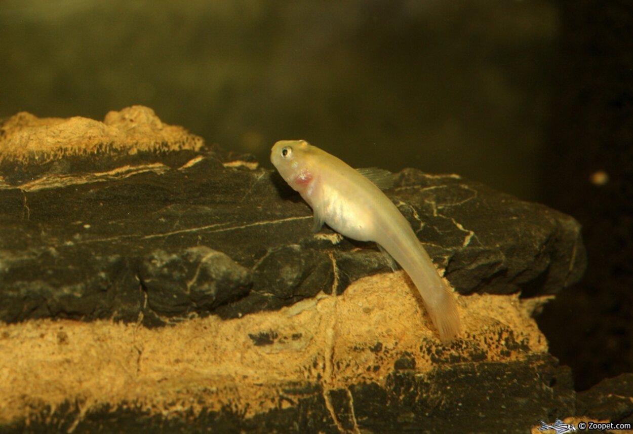 Chlamydogobius eremius, ungfisk