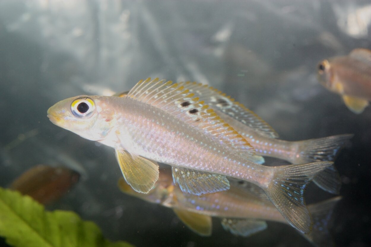 Xenotilapia papilio?