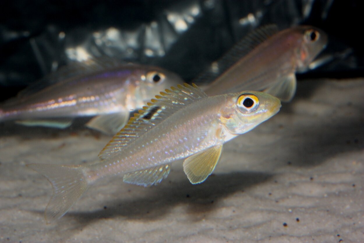 Xenotilapia papilio?