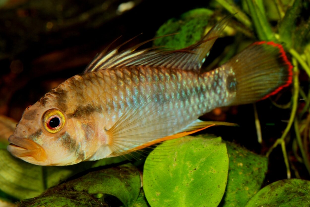 Apistogramma baenschi