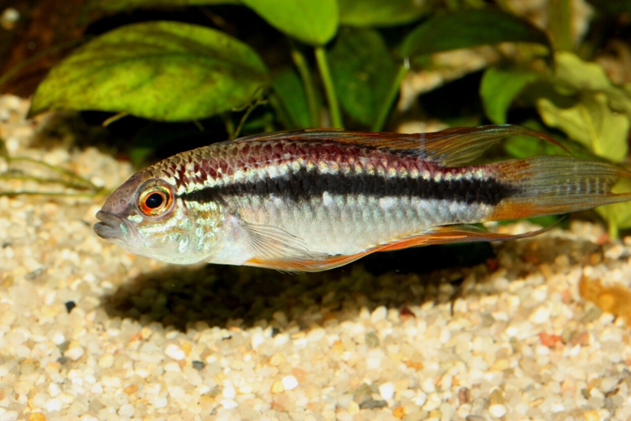 Apistogramma, troligen vildform av agassizii