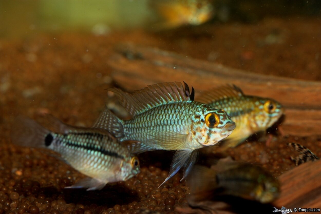 Apistogramma sp.