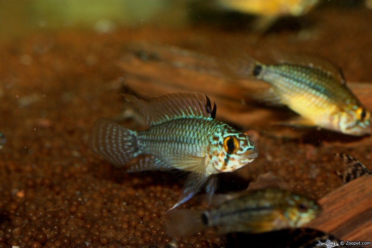 Apistogramma sp.