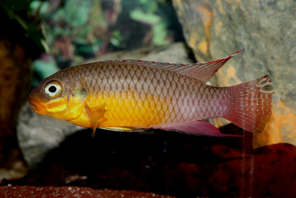 Pelvicachromis taeniatus