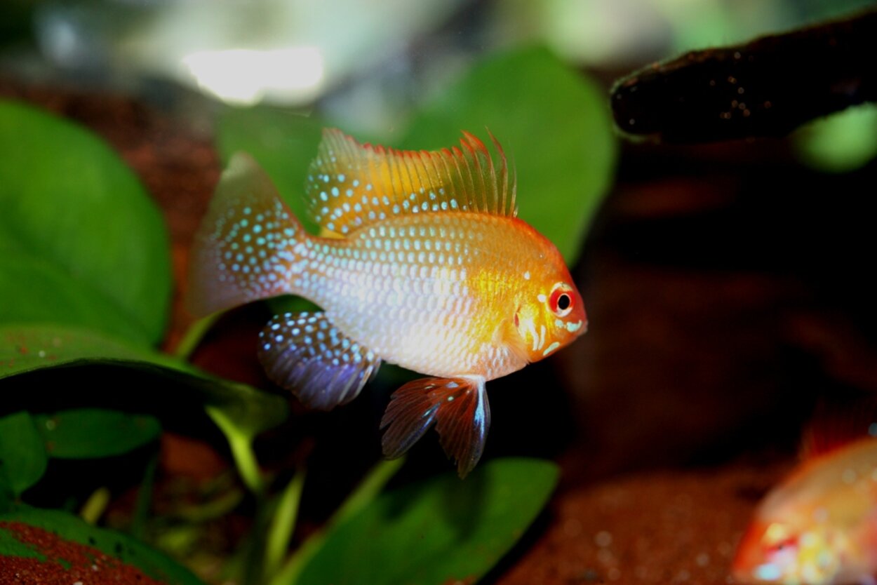 Mikrogeophagus ramirezi, gul Fjärilsciklid