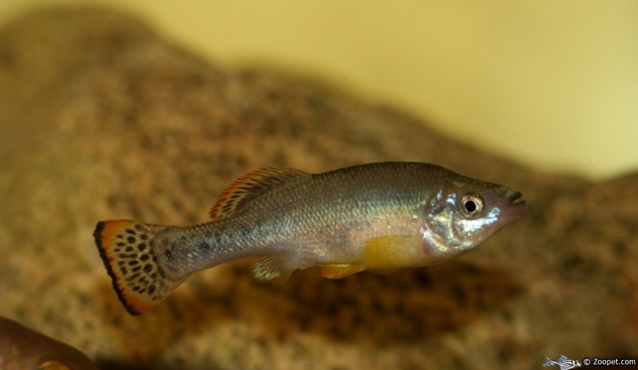 Ilyodon xantusi