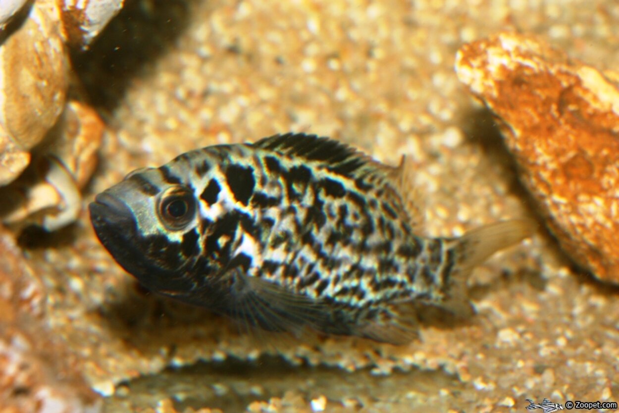 Nandopsis tetracanthus